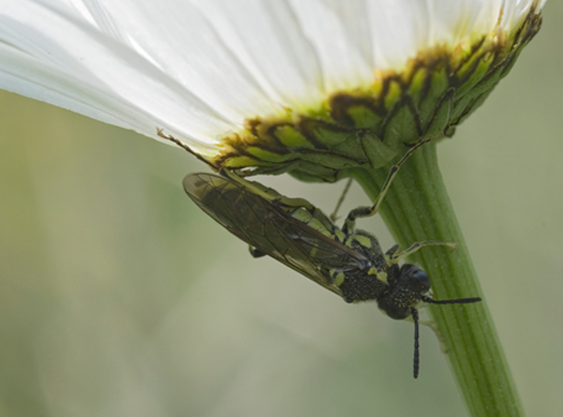 Symphyta sp.